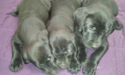 AKC Labrador puppies born May 14th. Sire is local and dam on site, both are AKC and outstanding hunting dogs. 3 blacks and 4 yellow/white have had dew claws removed, first shots, and wormed. Very playful, family rose with children and other animals. These