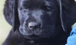 AKC Labrador Retriever puppies. These are the English type with a heavier body and blocky heads.
I have a boy and a girl available. They are 10 weeks old and ready to go to their new homes. They come from
Champion show lines and have had their shots and