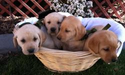 Ready just in time for Easter. AKC Labrador Retriever Puppies born on March 12, 2014. Two yellow males and one white male. Dew claws have been removed.They will come with AKC papers. Both parents on site and family raised. I'm taking deposits for $50.00.