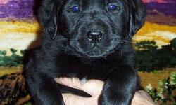 Gorgeous AKC Labrador Retreiver Puppies. Cream, yellow and black colors. Males and females available.
Our puppies come with a full 4 year written health guarantee, registration papers, micro-chipped, health records,1st. vaccines, and dewormed.
All of our