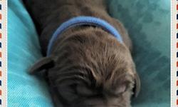 Chocolate Lab pups are here! They were born on Monday July 21, 20014. Dixie whelped 5 male and 5 female pups. This will be our last litter for a couple of years. We are accepting deposits of $200.00 for each puppy. This will "hold" your place for pick of