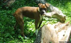 Beautiful, healthy full blooded male Boxer! He is a flashy and very energetic! He has not been neutered and has had only his first set of shots. New owner will get AKC papers to be sent in to get his certificate if they desire to do so. My wife and I are