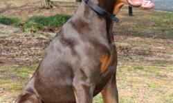 We have a 1.7 year old male AKC Doberman named Drogo. Champion bloodline, Red & Rust, ear cropped, 78lbs. He is house broken, very spoiled, great with people especially with kids. We are currently moving to Philadelphia, PA and can't take him with us