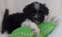 AKC Havanese male puppy from nice champion lines from Hungary. He has a black and white coat and will be a gorgeous adult . This boy has so much personality and loves interacting and being apart of the family. He loves any and all attention on him.. He