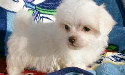 I have 3 beautiful, healthy, male Maltese puppies that are AKC registered. They were born on 8-23-14 and weigh just over 1 lb each. Both parents weigh 5 lbs. They are current on shots and have been vet checked. For more information call Judy @