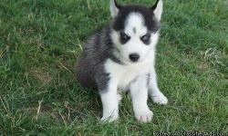 We have one beautiful AKC Siberian husky puppy still available!
Dirty faced brown/black and grey boy with blue eyes
All of our puppies are raised inside our home and are handled and loved on daily.
Parents are on site.
Puppies are dewormed 3 times and