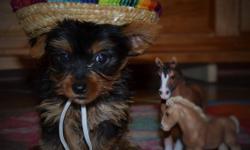 8wks old. Ready to go. Akc registered, dewormed and UTD shots. We also have some famles yorkie pups..&nbsp;