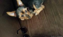 Major is a sweet 5 month old yorkie, who has his AKC registration form and puppy shots. He is very playful and loves attention. He is also house trained on a schedule.