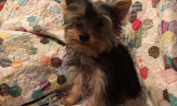 AKC MALE YORKSHIRE TERRIER
$ 600.00
He is 6 months old he weighs about 6 pounds he is pretty much done growing, l purchased him at 8 week's, he has been raised in my home, he is potty pad trained. He really needs a family full of kids to play with. he is