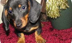 Akc Miniature Dachshunds Of Various colors That we breed for quality not quantity which is why we offer a 2 year health guarantee as well as many other things for these Very Loved and Hand Delivered Babies!
www.dachshundsdelight.com
Only 1 Beautiful black