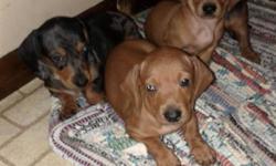 AKC Registered Red Mini Dachshunds. 6 weeks old and ready to go! Call or text 3378022957 if interested! I can send pictures! $350 each