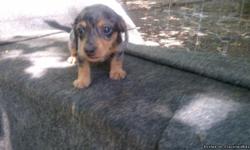 AKC REGISTERED MINI DACHSHUND Puppies. Both are male and both are short hair and both are dapple. They are not quite ready to leave mommy yet but they are eating soft puppy chow. They are up to date on all wormings and will have their first five in one