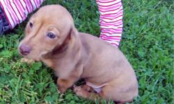Adorable mini dachshunds....2 males..Tan with extremely long ears and Choc. and Tan Dapple, both smooth coat. 3 Females...Tan with little choc. dappling with smooth coat, Black & Tan with white markings, smooth coat and Red with touch of black on tips,