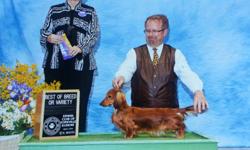 AKC mini Doxie puppies..Wonderful champion pedigree..All puppies are raised in my home with my human children. Dad is a cream long hair mom is, a red smooth.All puppies come with 1st shots and a health certificate from a vet..I also give a 3 year