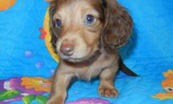 AKC Miniature Longhair Dachshund Chocolate Shaded Cream female puppy born on April 25, 2011 for $600. Should weigh around 8 pounds when grown and will have lovely green eyes. Mother is a longhair English Cream with champions in her lines and father is a