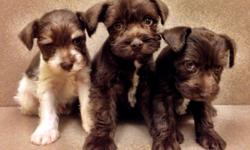 AKC Mini Schnauzers, 9 weeks old and ready for home. &nbsp;Vet cleared, tailed docked and declaw. &nbsp;Call 478-284-1014 for details