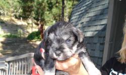 I HAVE 3&nbsp;CUTE&nbsp;AKC MINI SCHNAUZER PUPPIES FOR SALE.READY FOR NEW HOMES ON MARCH 25.2 FEMALES AND 1 MALE.541-846-6994&nbsp;&nbsp; $700 TAILS AND DEW CLAWS TAKEN CARE OF.