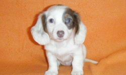 Sweet AKC Miniature Dachshund Piebald female puppies born October 6, 2010 with their first set of shots. Both parents are Chocolate & Tan Piebalds and can be seen on website along with their pedigrees. One Chocolate & Tan Piebald girl for $500 and one