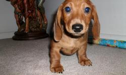 AKC&nbsp;miniature dachshund
red sable New Born&nbsp;&nbsp;&nbsp; Available 8/2/2014
200 non refundable deposit
smooth and long hair
443-304-2407
400 CASH