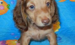 AKC Miniature Dachshund Chocolate Shaded Cream female puppy born on April 25, 2011 for $550 with first set of shots. Should weigh around 8 pounds when grown and has lovely green eyes. Mother is a longhair English Cream with champions in her lines and
