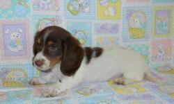 Mother's Day Special! AKC Miniature Dachshund Chocolate & Tan Piebald male puppies born on March 2, 2011. One Chocolate Tuxedo Piebald for $350 and one Chocolate Extreme Piebald that is mostly white for $450 with both having first set of shots. Mother is