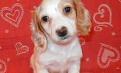 AKC Miniature Dachshund Cream Piebald female puppy for $650 born December 2010. Mother is a Cream Piebald and father is a Chocolate & Tan Piebald, which can be seen on website along with their pedigrees. Payment plans are offered and shipping is available