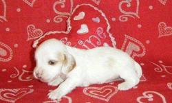 Dreamy AKC Miniature Dachshund Piebald puppies born December 2010. One extreme (mostly white) Black & Tan Piebald girl for $600 and two extreme Cream Piebalds, one boy for $600 and one girl for $700. Mother is a Cream Piebald and father is a Chocolate &