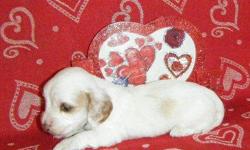 Dreamy AKC Miniature Dachshund Piebald puppies born December 2010. One extreme (mostly white) Black & Tan Piebald girl for $600 and two extreme Cream Piebalds, one boy for $600 and one girl for $700. Mother is a Cream Piebald and father is a Chocolate &