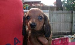 AKC Miniature Dachshunds Long & Smooth Hair
Red Sable
350.00 cash
443-304-2407
&nbsp;
8 weeks old
whelped 8/6/2014
