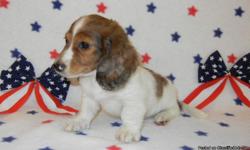 AKC Miniature Dachshund Silver Red Dapple Piebald male puppy for $600 with first set of shots born on June 15, 2011. Mother is a longhair Red Brindle Piebald and father is a longhair Chocolate & Tan Dapple. Parents can be seen on website along with