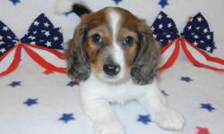 AKC Miniature Dachshund Silver Red Dapple Piebald male puppy for $650 born on June 15, 2011. Mother is a longhair Red Brindle Piebald and father is a longhair Chocolate & Tan Dapple. Parents can be seen on website along with pedigrees. Payment plans are