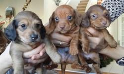 AKC Register Gorgeous Dachshunds. Loving, gently, playful, sociable & inteligent. Excellent with kids and other dogs. Raised in our home along with my children and not in a kennel enviroment. Born on 11/26/2013 ready 01/21/2014. Taking deposits now!