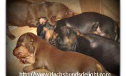 Beautiful Akc Miniature Dachshunds Of Various colors That we breed for quality not quantity which is why we offer a 2 year health guarantee as well as many other things for these Very Loved and Hand Delivered Babies! Only 2 Left!
For more info Visit our