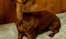 Beautiful AKC Smooth Chocolate and Tan Miniature Dachshund for stud only. He will be 2yrs in Oct. Weights 9 lbs full grown.. This stud has sired over 8 litters.. He produces beautiful healthy puppies. He carries Black and Tan, Blue, Piebald, and Red..