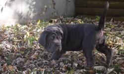 AKC Neapolitan mastiff for sale. $2000 is for pet home only.&nbsp;Current on&nbsp;all vaccination and deworming. Has been raised in my home with my children from day one with lots of love. If you would like more information please call Natalie at