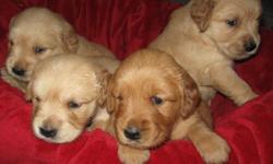 AKC/OFA ADORABLE GOLDEN RETRIEVER PUPPIES BORN JAN 17.&nbsp; AVAILABLE MID-MARCH.
$1200 RESERVE NOW.&nbsp; 808 889 5756&nbsp; bubbleglo@aol.com
1 female left
5&nbsp;males left
More pix's of Sire and Dam available
