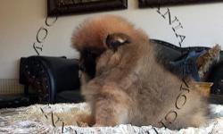 AKC Orange male Pomeranian, Gorgeous Teddy Bear and scowling face, Huge thick coat, Very Dark dark pigmentation, nice tail and ears standing, good bite, small ears, His estimates 5 lbs, he has first set of shots, dewormed, bathed and flea treated, Health