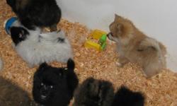 Male or female $600. All colors. North Seattle hobby group - Seattlepet 256-740-8224 Visa, Master Charge, Debit or Cash.