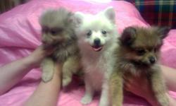 AKC Pomeranian Pups For Sale. AKC Registered and shots.
Price: $350
White: Female
Blue Tip Wolfe Sable: Female
Caramel: Male
Contact: 724-570-1808