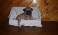 AKC Pug Puppies.These beautiful Pug babies are so sweet!born on June 22nd,2012. Inquiries are welcome.Wormed & shot! They are priced at $350.(cash only please) email: stbrownsville@yahoo.com ph# () - Photos: Male is pictured with only white blanket! All