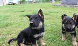 AKC Purebred German Shepherds. Working Lines. Offering Solid Black and Black & Tan Puppies. Each puppy has received 2 rounds of worming, first round of shots, 3 vet visits and a, Certificate of Health from the vet. Each client will receive the AKC