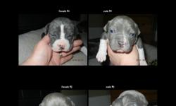 Blue nose puppies good rare champion blood line call Joe or Christina 816-217-2541