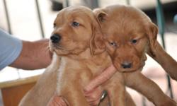Beautiful red golden retriever puppies available April 14,2011. The are the children of our beloved Rusty and Cocquina Lola Rose. They have first shots, health certificates, AKC registerable. Goldens are great with other pets, children (including special