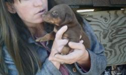 We have five beautiful Doberman puppies available. Tails and dew claws removed, worming and shots. Health guarantee. 1 black male 2 red males and 2 fawn females. These puppies are wonderfully bred and have wonderful temperments already. Available for