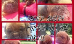 French Mastiff puppies available for sale. Beautiful pups Needs forever homes. For more information contact me 3868460909