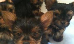 AKC Reg. Yorkie Puppies, Champion bloodline ,family raised with a lot of TLC These guys already have a lot of personality. Parents on premises,dad is the babyface yorkie with the short legs and stocky body, furry, weighing 5 lbs, mom weighs a little less.