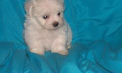 These cute little girl puppies are very sweet. They was born on August 1st of 2014. They will be very small when they are full grown. Their mother weighs approximately 3 pounds and is totally white. Their father weighs about 6 pounds and his color is also