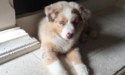 4 Aussie Puppies available:
1 Red Tri-Color Aussie Female&nbsp;(Solid Brown with White and Tan Markings) brown eyes: $600
2 Red Tri-Color Aussie Males (Solid Brown with White and Tan Markings) brown eyes: $600, blue eyes: $700
1 Red Merle Aussie Female