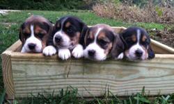 AKC registered beagle puppies. Shots and wormer up to date. $450.00 for females $400.00 for males. Very cute and playful. Call or text 812-486-7500
