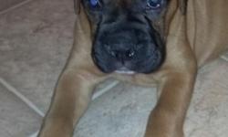 Beautiful litter of registered boxer pups. They are ready for a new home now. These will make great house pets and will be a medium to large dog when full grown. All shots and worming complete. Local owner/breeder has Sire and Dam on property. If